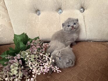 Pişiklər: Britan yastı qulaq, Dişi, Erkək, Yaxşı əllərə, Ödənişli çatdırılma, Ünvandan götürmə — 17