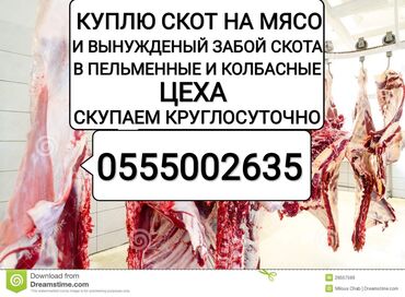 244 объявлений | ЖИВОТНЫЕ: Куплю | Коровы, быки, Лошади, кони | На забой, на мясо