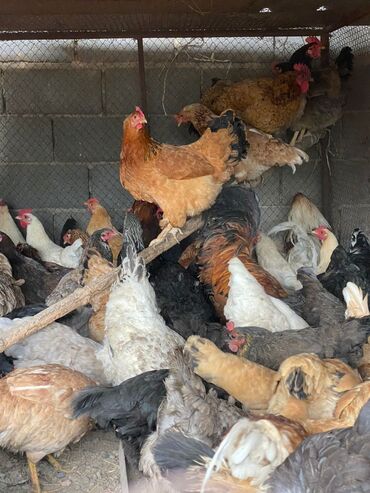 дикие птицы кыргызстана: Продаю домашних кур 60 голов все несутся