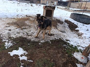 Продажа собак: Немецкая овчарка смешаная 10 Айлык эркек — 7