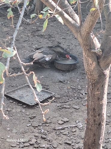 Toyuqlar: Təsərrüfat üçün müxtəlif ev quşları - Toyuqlar və xoruz: şəkillərdə — 3