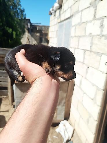 İtlər: Zvanok it balaları — 5