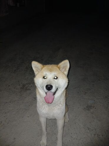 Quşlar: Akita-inu, 2 il, Dişi, Peyvəndli, Pulsuz çatdırılma