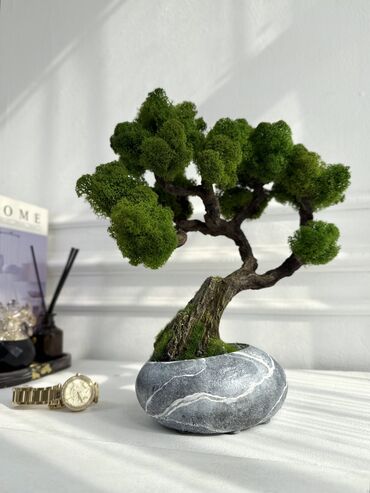 Декоративные цветы: В переводе с японского Бонсай означает «дерево, выращенное в блюде» at lalafo.kg — 39 Декоративные цветы: В переводе с японского Бонсай означает «дерево, выращенное в блюде» — 39
