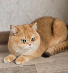 отдам даром вислоухого котенка: 1 жаш, Ургаачы, Эмделген