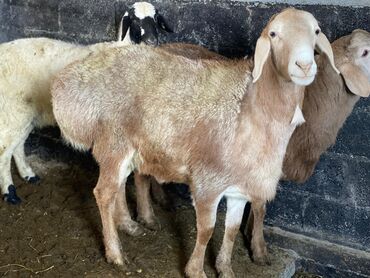 Баран, овца: Продаю | Ягненок | Для разведения | Племенные — 6