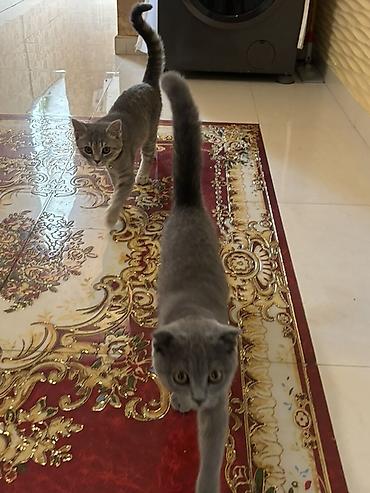 Pişiklər: Şotland yastı qulaq — 10