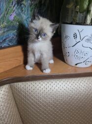 скоттиш фолд шотландская вислоухая кошка: Сиам, 1 айлык, Ургаачы, Лотокко барууга үйрөтүлгөн