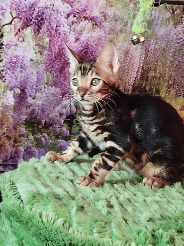 Продажа кошек: Бенгальская, 2 месяца, Мальчик, Черный, Приучена к лотку, Проглистована, С документами — 12