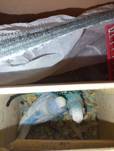 Tutuquşları: 2 popuqaydı dest hamsı bır yerde satıram 60 man — 4