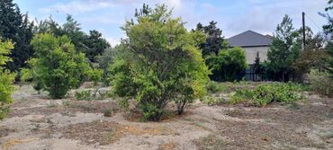 Torpaq sahələrinin satışı: Kupça (Çıxarış) — 8