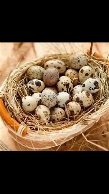перепелки живые: Продаю | Куры, Петух, Цыплята — 1