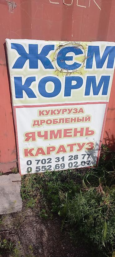 кукурузу: Корм и ингредиенты для сельхозживотных и птицы.ячмен кукуруза пшеница — 1