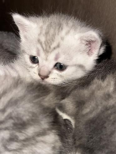 кошки маленький: Британские короткошёрстные котята, серебристые с мраморным/пятнистым — 4