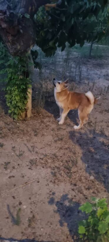 сколько стоит акита ину: Akita-inu, 5 ay, Dişi, Peyvəndli, Ünvandan götürmə