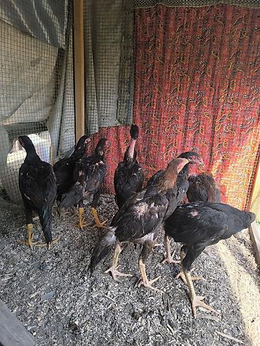 Продам с/х животных: Продаю | Куры | Бойцовая | Для разведения — 4