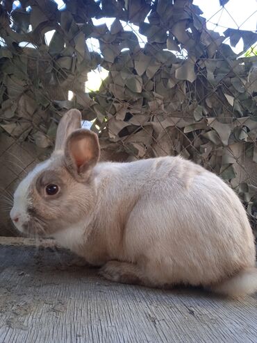 кролик: Кролик декоративный 10₼. Самец. Возраст 1,5 года. Вес 1,3 кг. В