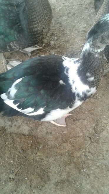 Zumrudu ordek 10 dene 3 ayliq