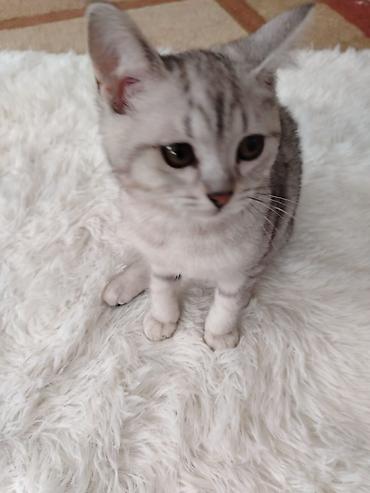 Pişiklər: Britan — 3