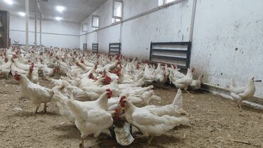 корм фарели: Сатам | Тооктор | Жумуртка туудуруу үчүн