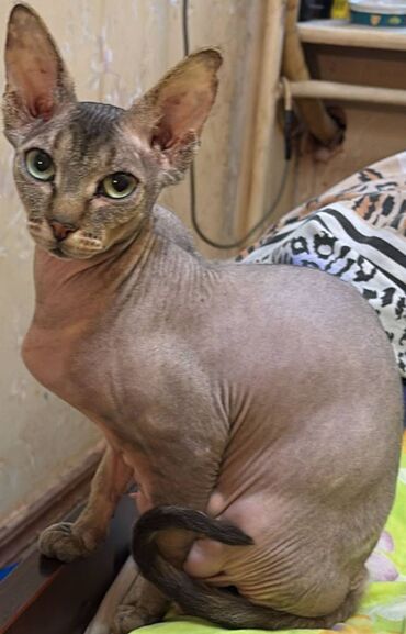 Pişiklər: Sfinks, Erkək, Dişi, Yaxşı əllərə, Ünvandan götürmə, Pulsuz çatdırılma, Ödənişli çatdırılma — 8