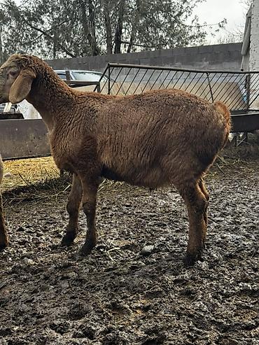 Баран, овца: Продаю | Овца (самка) | Для разведения | Ярка — 8