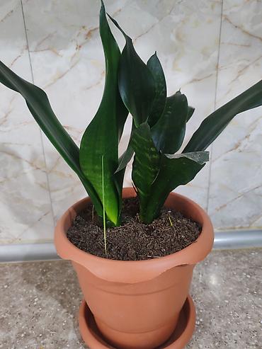 Otaq bitkiləri: Sansevieria gülü - Növ: Sansevieria trifasciata (Qaynanadili) - — 1