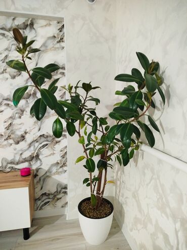 шпагат кв флекс 500: Фикус эластика (Ficus elastica), крупное комнатное дерево. - Высота