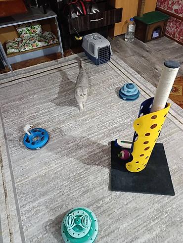 Другие услуги: Здравствуйте 🌿 Зоогостиница «Мурляндия» принимает только домашних — 10