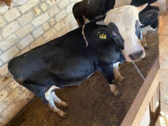 Inəklər, öküzlər: Erkək, il: 1, 170 kq, Ətlik, Ünvandan götürmə -da lalafo.az — 6 Inəklər, öküzlər: Erkək, il: 1, 170 kq, Ətlik, Ünvandan götürmə — 6