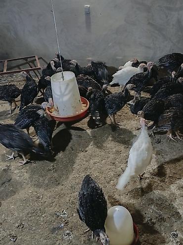 hınduska: Məhsul:( 56 günlük20AZN ) Hinduşka cücələri (tüklənmiş gənc — 4