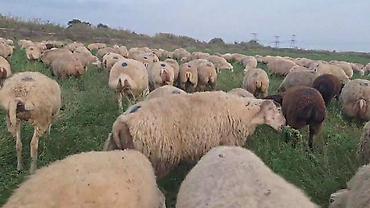 at satanlar: Dişi, il: 2, Damazlıq, Pulsuz çatdırılma — 5