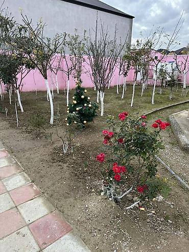 Uzunmüddətli kirayə evlər: Maştağa Hovuzsuz, geniş həyətyanı sahəsi və ayrıca yay mətbəxi olan — 10