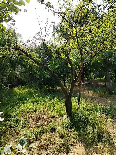 ambiyans ışığı: Bakı sumqayt yol qırağı 4 sot torpaq sahəsi icinde hər meyvə agaclari — 1