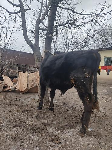 Коровы, быки: Продаю | Бык (самец) | На откорм | Привязанные — 7
