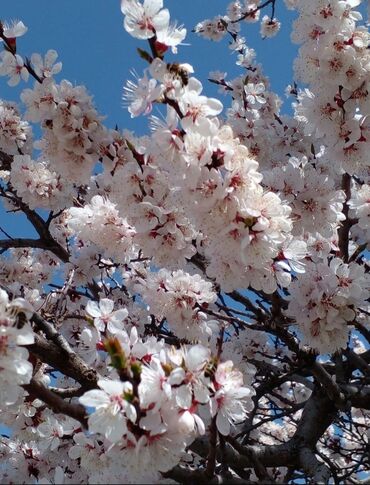 Продажа домов: Дом, 700 м², 5 комнат, Собственник, Евроремонт — 26