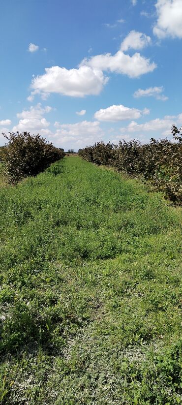binə atçılıqda torpaq: 284 sot, Kənd təsərrüfatı, Mülkiyyətçi, Kupça (Çıxarış)