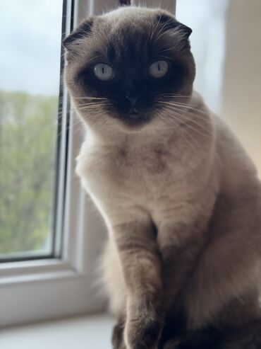 шотланские коты: Срочно продаем Кошку, Шотланского породы, чистый ухоженный. в