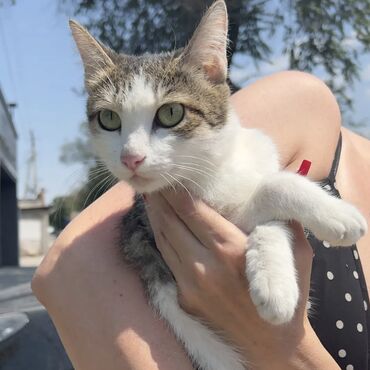 отдам кота в добрые руки: Кошка даром: Беспородная, 11 месяцев, Девочка, Кастрирована, Приучена к лотку, Проглистована