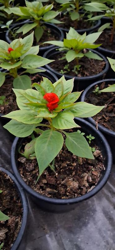 roza gul: Məhsul: Celosia cristata (Xoruztoyuğu, “toyuq tacı”) – qırmızı rəngli — 5
