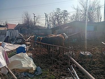 Коровы, быки: Продаю | Бык (самец) | На откорм | Привязанные — 5