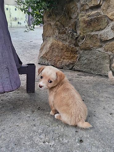 afkalka iti kim satır: 1 ay, Peyvəndli, Ünvandan götürmə — 2