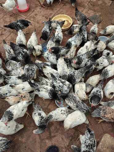 Toyuqlar: Toyuq, Adler, Ətlik — 10