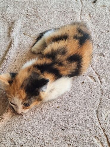 сиамские котята бишкек: Отдам даром в хорошие руки 
Котята 2,5 месяца