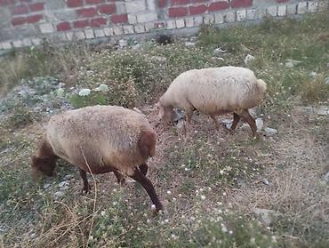cins inek: Dişi, il: 3, Damazlıq, Ünvandan götürmə — 10