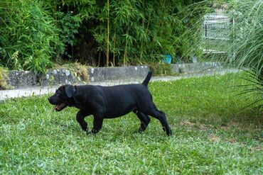 Psi: Sa ponosom predstavljamo vrhunske štence rase Južnoafrički mastif – — 19