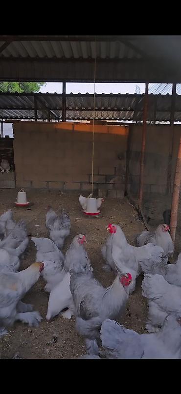 Toyuq, Brama, Damazlıq lalafo.az -da Toyuq, Brama, Damazlıq