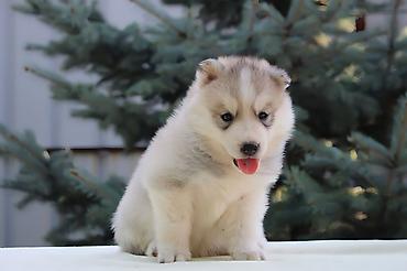 Хаски, 1 месяц, Самец at lalafo.kg Хаски, 1 месяц, Самец