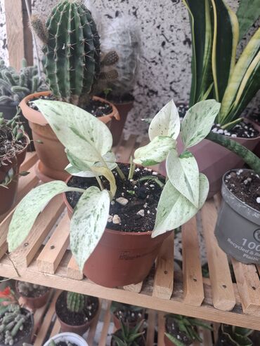 Otaq bitkiləri: Qazanda olan Epipremnum aureum 'Manjula' bitkisi. Bu növ lalafo.az -da Otaq bitkiləri: Qazanda olan Epipremnum aureum 'Manjula' bitkisi. Bu növ