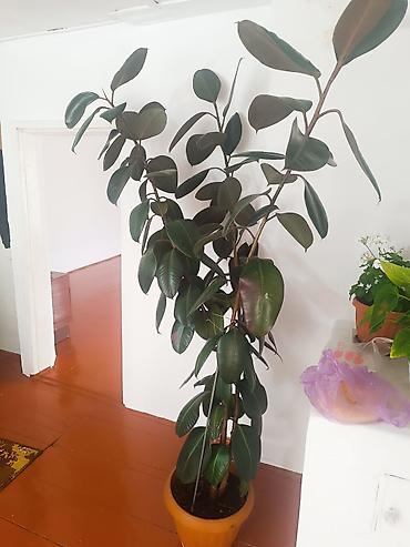 мака пайа: Фикус эластика (Ficus elastica) в напольном горшке. - Высокое — 1
